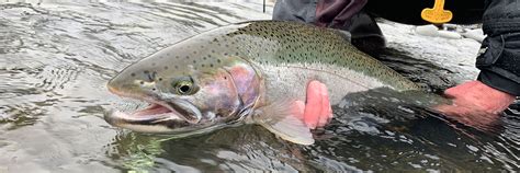The Fish Species We Target on Our Kenai Fishing Charters!.